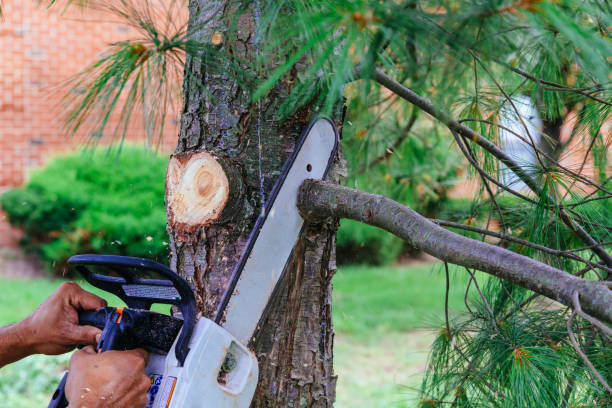 Best Tree Removal Services  in Pomona Park, FL